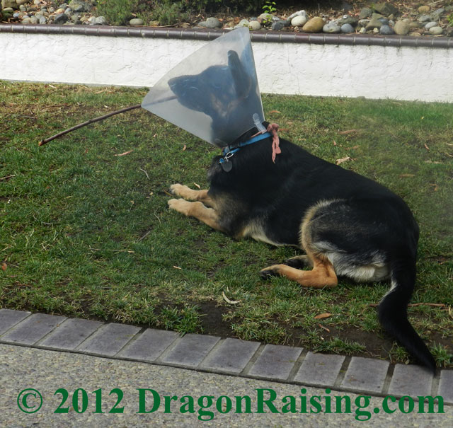 Drake in Cone with Stick